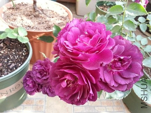 20130430_160857.jpg