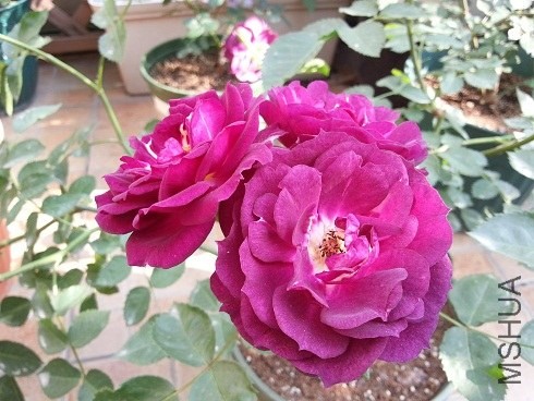 20130430_160902.jpg