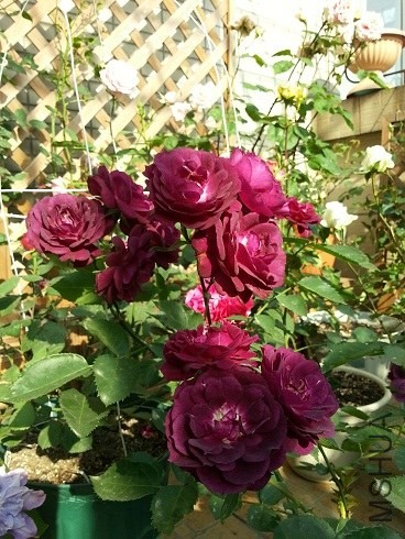 20130430_161302.jpg
