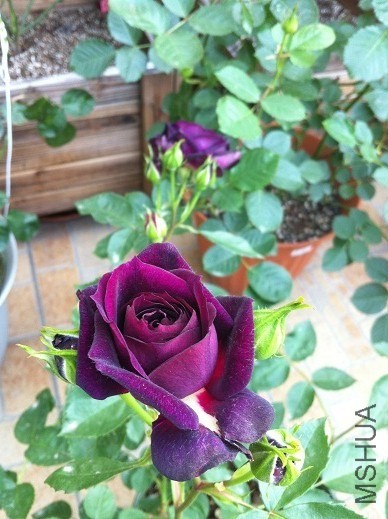 IMG_3563.JPG