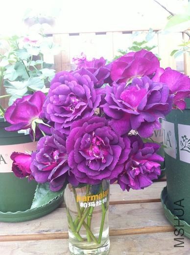 IMG_3673.JPG