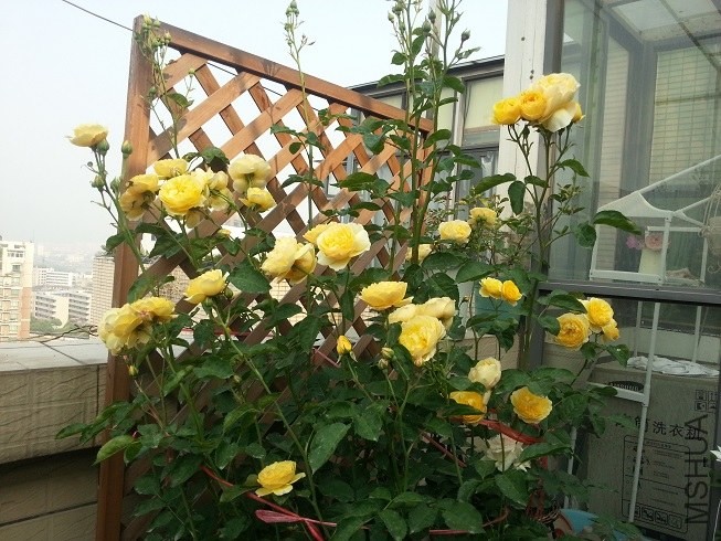 20130504_075502.jpg