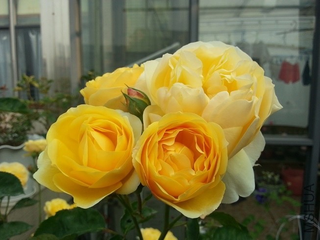 20130504_075510.jpg