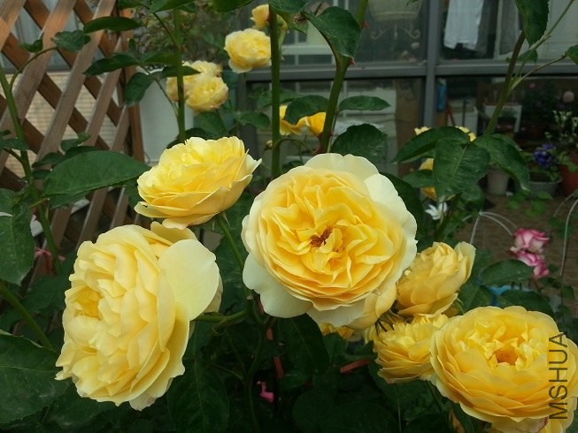 20130504_075522.jpg