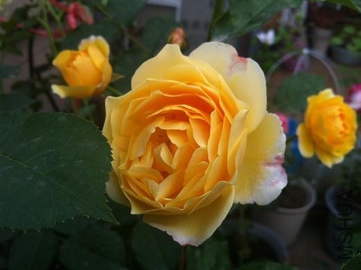 IMG_3641.JPG
