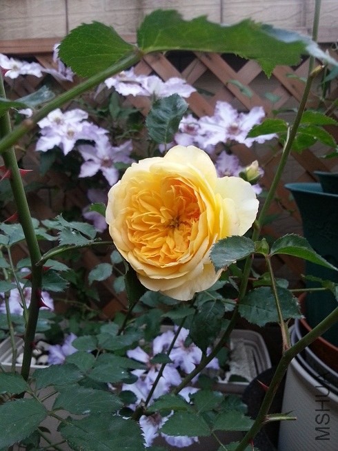 20130424_181217.jpg