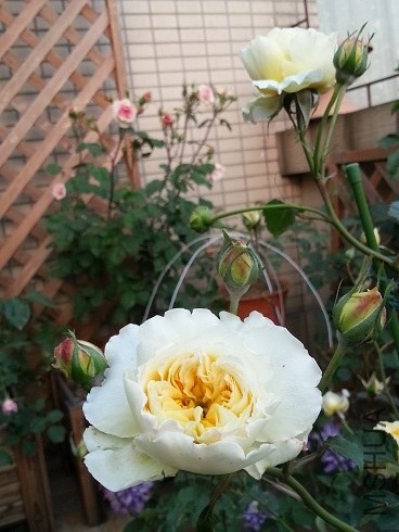 20130427_180509.jpg