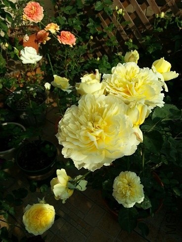 20130430_162219.jpg