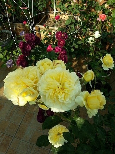 20130430_162336.jpg