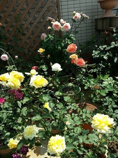 20130501_105345.jpg