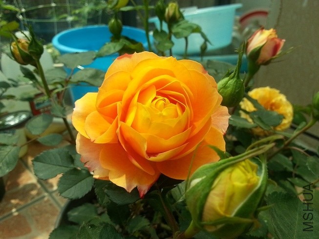 20130417_121145.jpg