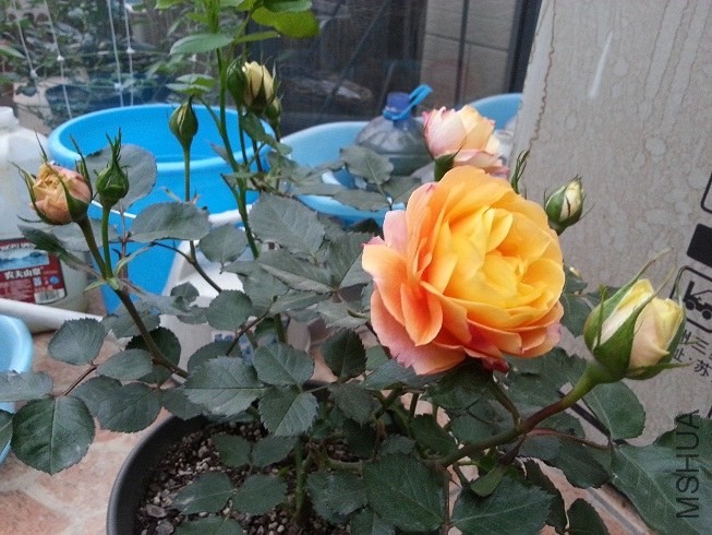 20130419_175440.jpg