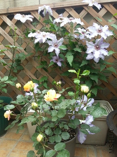20130421_123913.jpg
