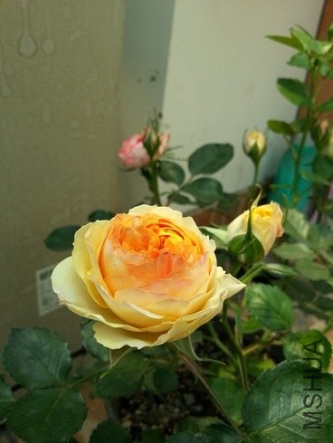 20130428_124618.jpg