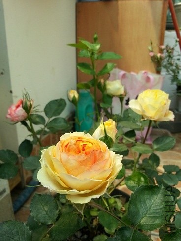 20130428_124627.jpg
