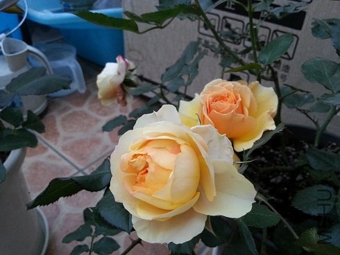 20130427_181123.jpg