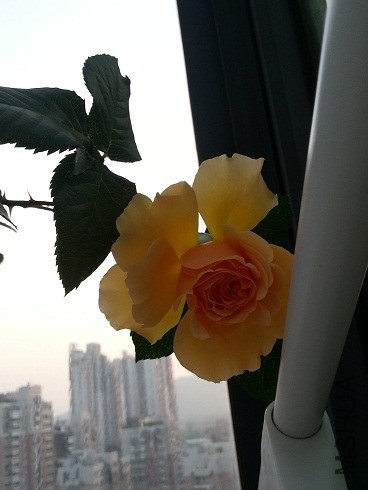20130427_181027.jpg