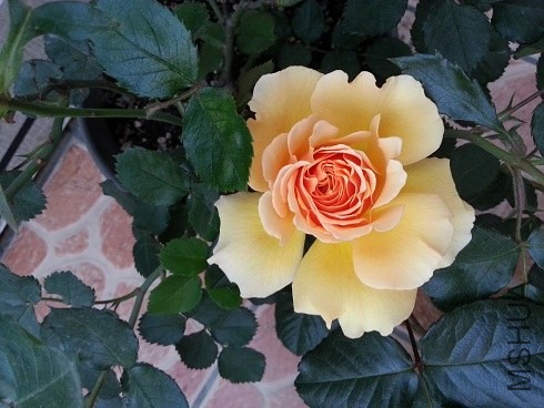20130427_181302.jpg