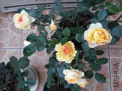 20130427_181319.jpg