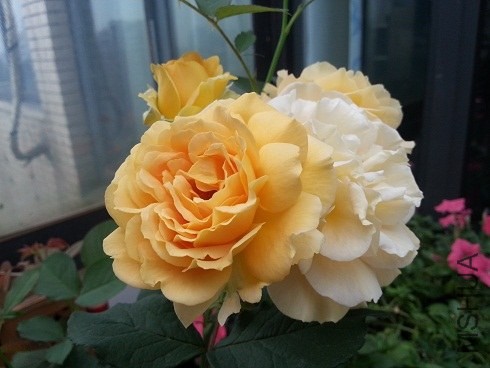 20130506_063018.jpg