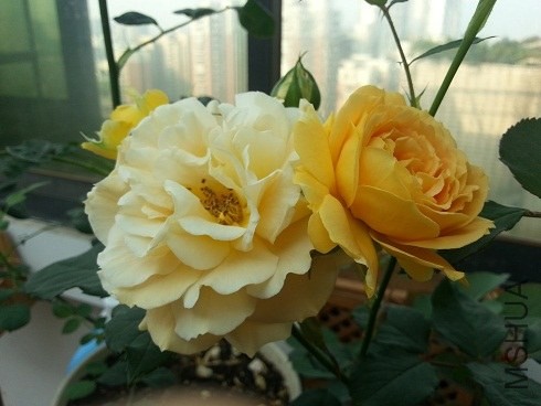 20130505_072319.jpg