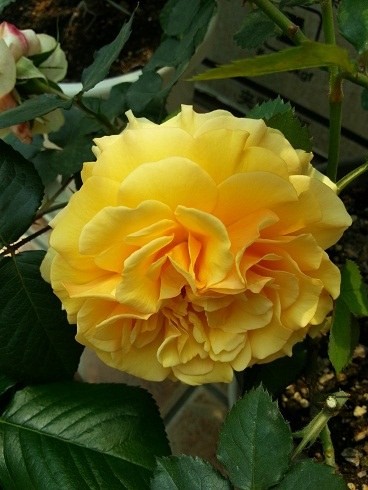 20130428_124443.jpg