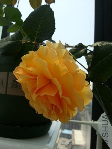 20130428_124536.jpg
