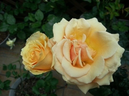 20130506_063354.jpg