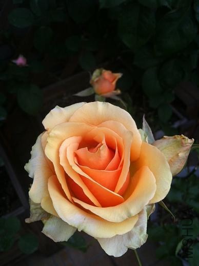 IMG_3684.JPG