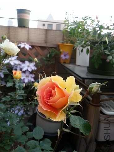 20130426_181523.jpg