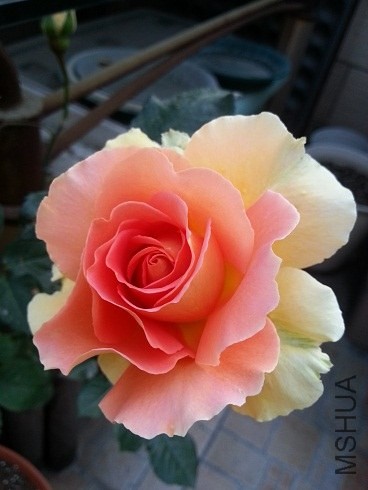 20130426_181612.jpg