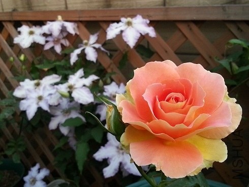 20130427_180434.jpg