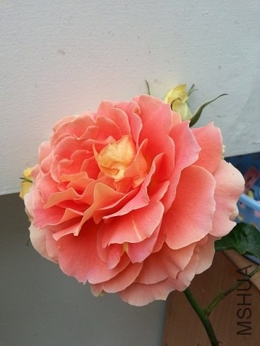 20130430_090711.jpg
