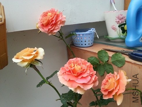 20130430_090728.jpg