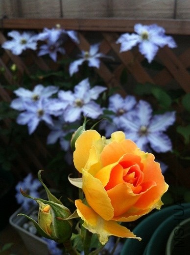 IMG_3569.JPG