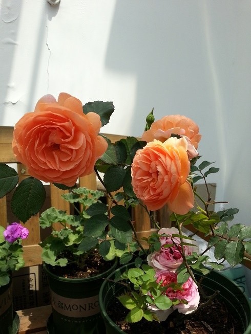 20130501_105634.jpg