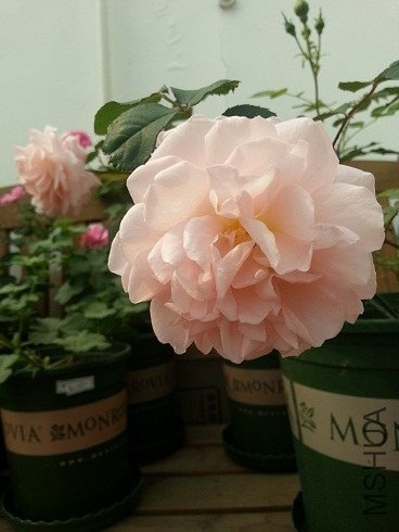 20130504_142313.jpg