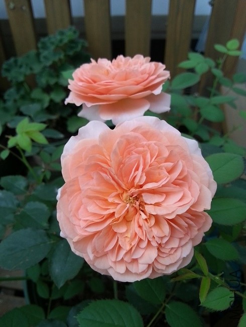 20130516_071554_1.jpg