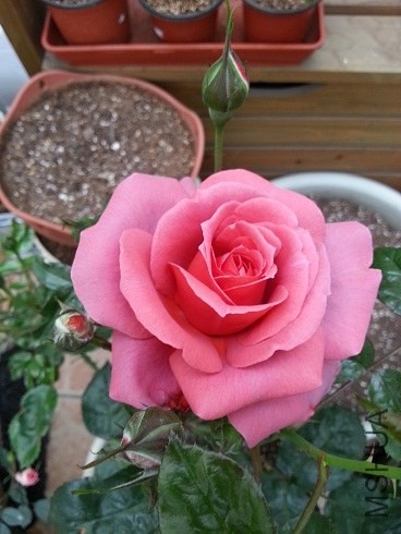 20130430_090609.jpg
