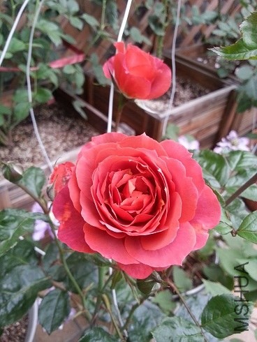 20130506_063116.jpg