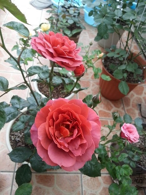 20130507_080041.jpg