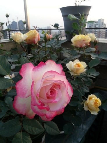 20130426_181319.jpg