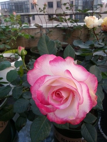 20130426_181328.jpg
