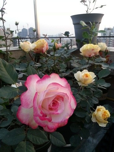 20130426_181917.jpg