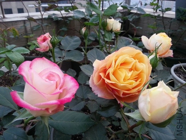 20130424_181501.jpg