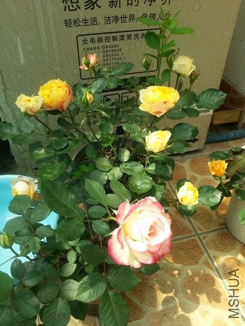 20130425_122832.jpg