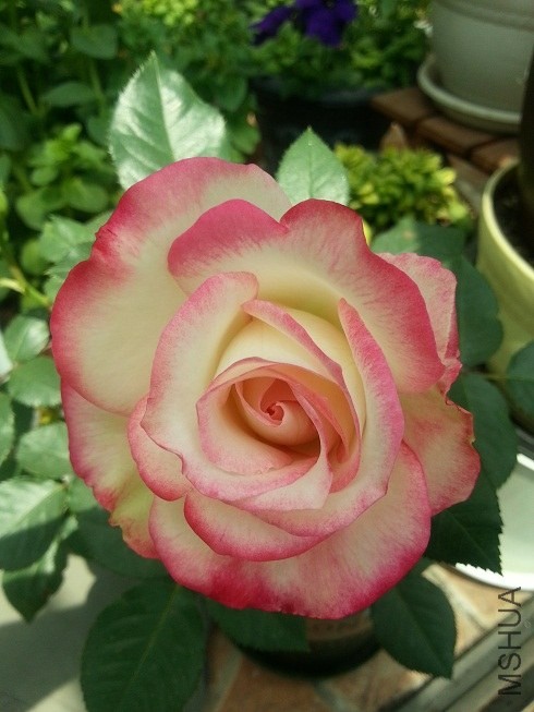 20130425_122809.jpg