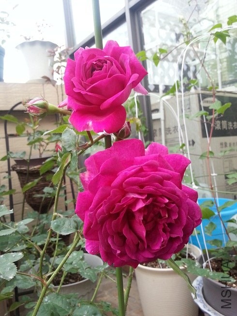 20130425_062521.jpg