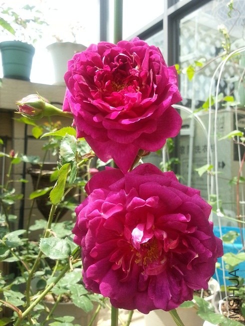 20130425_122607.jpg