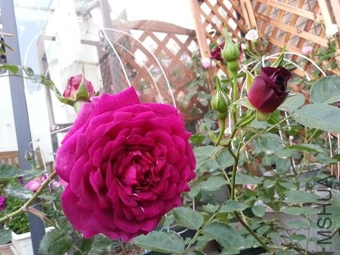 20130426_181706.jpg